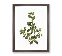 Italian Buckthorn Tree By Pierre Joseph Redoute Vintage Framed Print | A4 Walnut Framed Wall Art | Ready to Hang | Classic Floral Picture | Living Room Bedroom Lounge Office