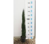 Italian Cypress Tree Cupressus Sempervirens 3.5-4ft Tall in 10L Pot Direct Plants Multi One Size