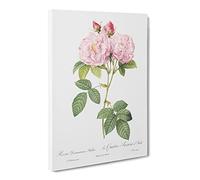 Italian Damask Rose In Pink By Pierre Joseph Redoute Canvas Print | Gallery Wrapped 30mm Frame Wall Art | 30x20 inches | Ready to Hang | Retro Floral Picture | Living Room Bedroom Lounge Office