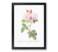 Italian Damask Rose in Pink by Pierre-Joseph Redoute Framed Print | A2 Black Framed Wall Art | Ready to Hang | Modern Floral Picture | Living Room Bedroom Lounge Office