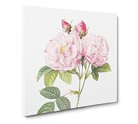 Italian Damask Rose in Pink by Pierre Joseph Redoute Vintage Canvas Wall Art Print Ready to Hang, Framed Picture for Living Room Bedroom Home Office Décor, 20x20 Inch (50x50 cm)