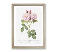 Italian Damask Rose In Pink By Pierre Joseph Redoute Vintage Framed Print | A2 Oak Framed Wall Art | Ready to Hang | Classic Floral Picture | Living Room Bedroom Lounge Office