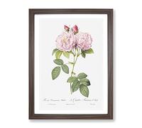 Italian Damask Rose In Pink By Pierre Joseph Redoute Vintage Framed Print | A2 Walnut Framed Wall Art | Ready to Hang | Classic Floral Picture | Living Room Bedroom Lounge Office