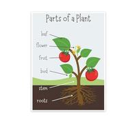 ITCLEYMDZV Elementary Science Poster Plant Parts Chart Botany Educational Wall-Art for Classroom and Home School(Framed,16x24inch(40x60cm))