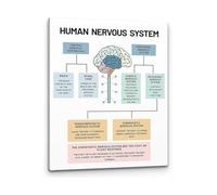 ITCLEYMDZV Neuroscience Art Human Nervous System Brain Anatomy Canvas Print for Therapist Office Psychology Classroom(Unframed,12x18inch(30x45cm))