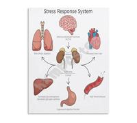 ITCUUIEC Stress Response Nervous System Poster Fight or Flight Biology Educational Chart Canvas Wall-Art for Classroom Decor(Unframed,12x18inch(30x45cm))