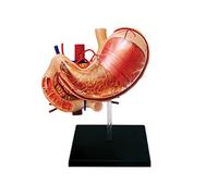 Itkcozcg Office Supplies, Human Stomach & Pancreas Medical Model Gastric Anatomy Model Stomach Pathology Anatomy Teaching Tool Human Organs Model