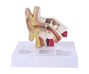 Itlovely 1.5 Times Life Size Human Ear Model Scientific Anatomy Teaching Supplies Anatomical Study Display Professional