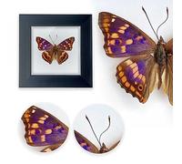 ITrixgan Framed Butterfly Taxidermy, Real Butterfly Display, Insect Shadow Box, Wall Table Top Decor