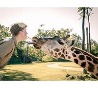 It's A Baby Giraffe!