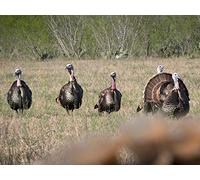 It's Turkey Time in Texas