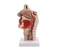 iubfegt Nasal Cavity Throat Anatomy Model Human Anatomical Pharynx Larynx Model for Students Study Display Teaching