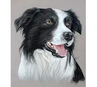 Ivansung Border collie Paint by Number Kits Canvas DIY Oil Painting for Kids, Students, Adults Beginner with Brushes and Acrylic Pigment 40X50Cm/15.8X19.7Inch