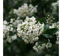 Iveyi Escallonia Outdoor Shrub Plant Escallonia Garden Tree Bush2L Pot Plant Theory Green One Size