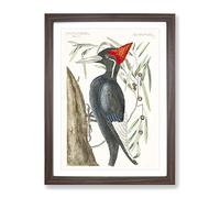 Ivory Billed Woodpecker By Mark Catesby Vintage Framed Print | A3 Walnut Framed Wall Art | Ready to Hang | Classic Animal Picture | Living Room Bedroom Lounge Office