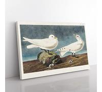 Ivory Gull By John James Audubon Vintage Canvas Wall Art Print Ready to Hang, Framed Picture for Living Room Bedroom Home Office Décor, 60x40 cm (24x16 Inch)