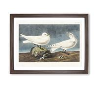 Ivory Gull By John James Audubon Vintage Framed Print | A2 Walnut Framed Wall Art | Ready to Hang | Classic Animal Picture | Living Room Bedroom Lounge Office