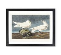 Ivory Gull By John James Audubon Vintage Framed Print | A3 Black Framed Wall Art | Ready to Hang | Classic Animal Picture | Living Room Bedroom Lounge Office