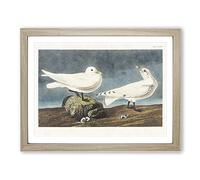 Ivory Gull By John James Audubon Vintage Framed Print | A4 Oak Framed Wall Art | Ready to Hang | Classic Animal Picture | Living Room Bedroom Lounge Office