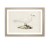 Ivory Gull by Von Wright Framed Print | A2 Oak Framed Wall Art | Ready to Hang | Modern Animal Picture | Living Room Bedroom Lounge Office