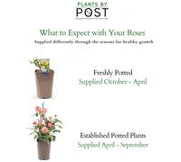 Ivy (Hedera) Trailing Gold 9cm Pot - Golden Variegated Trailing House Plant - 1