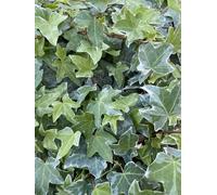 Ivy Hedera Trailing Silver Plant in 9cm Pot - Evergreen Garden Foliage - 1