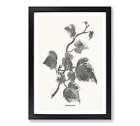 Ivy Marginata Media by Shirley Hibberd Framed Print | A2 Black Framed Wall Art | Ready to Hang | Modern Nature Picture | Living Room Bedroom Lounge Office