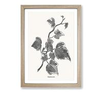 Ivy Marginata Media by Shirley Hibberd Framed Print | A2 Oak Framed Wall Art | Ready to Hang | Modern Nature Picture | Living Room Bedroom Lounge Office