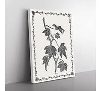 Ivy Pustulata By Shirley Hibberd Vintage Canvas Wall Art Print Ready to Hang, Framed Picture for Living Room Bedroom Home Office Décor, 76x50 cm (30x20 Inch)