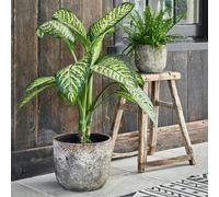 Ivyline Albero Planter