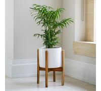 Ivyline Anzio Stone White Planter with Wooden Stand, H38.5cm x D24cm | On trend design | perfect for larger plants | Ceramic planter Ivyline White