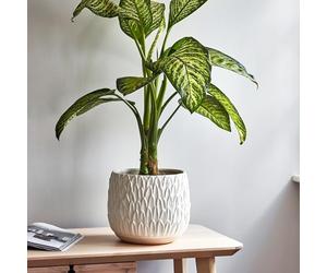 Ivyline Arles Leaf Embossed Bowl Planter in White - Stylish, Waterproof & Durable - Decorative Round Glazed Indoor Ceramic Flower Pot - H20cm x W22cm