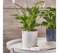 Ivyline Athens Reactive Glaze Ribbed Planter in White - Waterproof and Durable - Stylish Decorative Indoor Flower Houseplant Pot - H11.5cm x D11.5cm