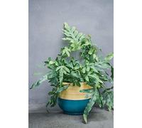 Ivyline Bamboo Teal Planter D19Cm one size