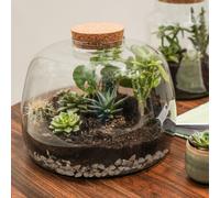 Ivyline Bowl Shape Large Terrarium DIY Kit H23cm D30cm
