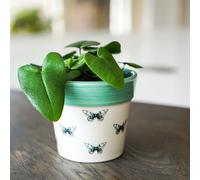 Ivyline Butterfly Cacti Planter - Waterproof, Durable & Decorative - Contemporary Stylish Indoor Ceramic Houseplant Succulent Pot - H13cm x D13cm