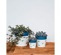 Ivyline Cacti Planter Dragonfly 10cm D10Cm, White/Blue