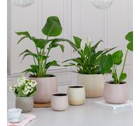 Ivyline Celeste Dusky Pink Planter H21Cm D26Cm Ivyline Pink