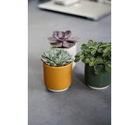 Ivyline Eno Pot Mustard D10Cm H10.5Cm