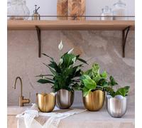 Ivyline Eva Metal Tulip Gold Planter Set of 2- Lightweight- On trend design Ivyline Gold