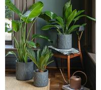 Ivyline Kew Stoneware Meadow Planter Midnight Grey 18cm Ivyline Grey
