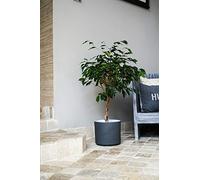 Ivyline Leon Granite Planter D22Cm, One Size, 99422LG