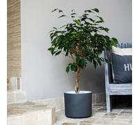 Ivyline Leon Granite Planter, H27cm x D32cm in Stone Ivyline Stone