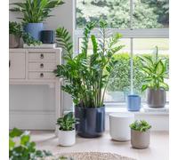 Ivyline Lisbon Planter Greige H26Cm D26Cm- Ceramic- Best Seller- Available from 12cm to 26 cm & 5 colours in Brown Ivyline Brown