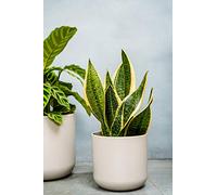 Ivyline Lisbon Planter Light Grey D18.5Cm