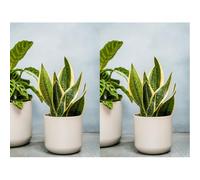 Ivyline Lisbon Planter Light Grey H11.5Cm D11.5Cm (Pack of 2)