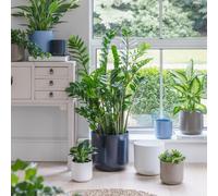 Ivyline Lisbon Planter Powder Blue H26Cm D26Cm- Ceramic- Best Seller- Available from 12cm to 26 cm & 5 colours Ivyline Blue