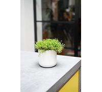 Ivyline Lisbon Planter White H11.5Cm D11.5Cm