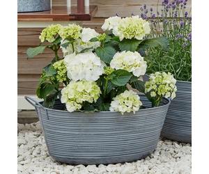 Ivyline Matlock Galvanised Metal Oval Planter - UV Stable & Frost Resistant - Decorative Stylish Weatherproof Outdoor Flower Pot - H34cm x W58.50cm
