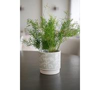 Ivyline Meadow Planter Mint H10Cm D10Cm